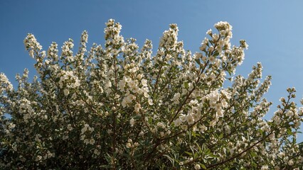 Almond blossoms under a clear blue sky in springtime.