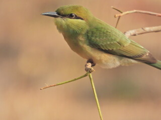 Green  bee eater ( juvenile )
