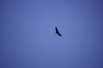 The Mauritian flying fox also known Greater Mascarene flying fox or Mauritius fruit bat flying in...