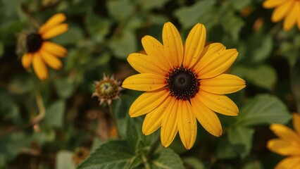 Fototapeta premium Summer floral beauty featuring a Black-Eyed Susan flower