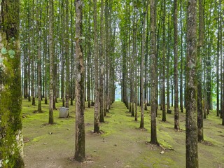 Tropical Teak Plantation with Straight Tree Lines and Serene Landscape

Symmetrical teak tree plantation with mossy ground in a tropical forest. Natural, serene landscape perfect for themes