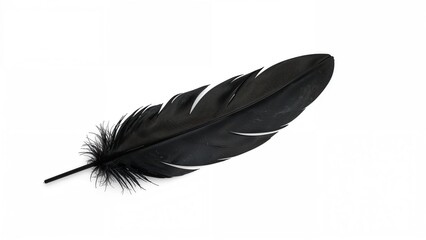 Dark and light feather set on a white canvas