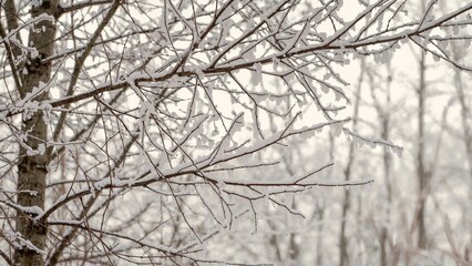 Nature's winter texture: snowy birch limbs outlined against the sky in a forest setting