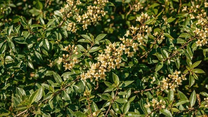 Obraz premium Flowering Berberis Thunbergii Plant
