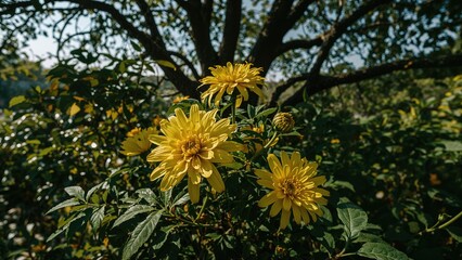 Gorgeous decorative yellow foliage