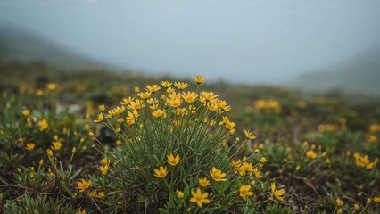 Gorgeous yellow-hued Lewisia Cotyledon flowers