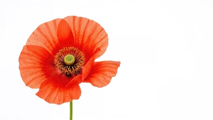 Stunning solitary red poppy flower against a white backdrop