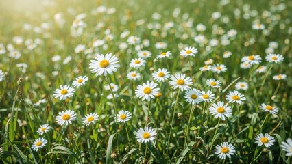 Bright sunlight illuminating delicate chamomile flowers in a grassy meadow. Herbal and summer vibe.