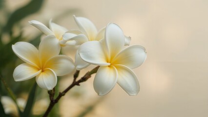Naklejka premium Lovely tropical plumeria flower thriving amidst garden plants