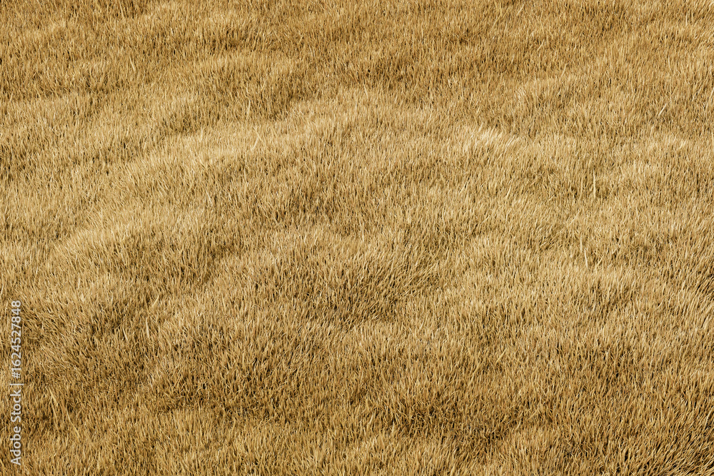Poster detailed 3d rendering of dry golden grass field with natural texture and flowing wave pattern in a c