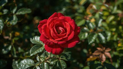 Lovely ruby blossom in a natural backdrop