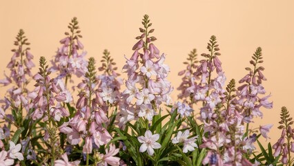 Naklejka premium Vibrant aquilegias in shades of pink, white, and blue blossoming in summertime