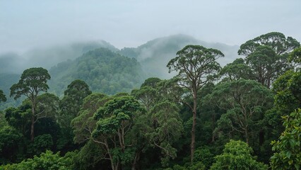 Obraz premium Gorgeous foggy dawn over lush hills in the rain