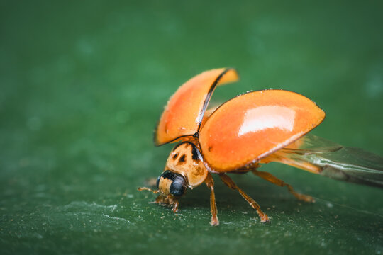 Macro of bug insect (Ladybug) on leaf in nature