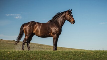 Elegant Dark Chestnut Stallion on a Hilltop in Natural Light