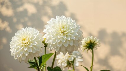 Fototapeta premium Gorgeous Dahlia Flowers in a Peaceful Ashram Setting