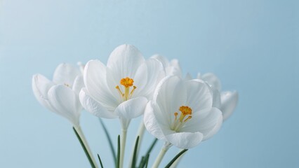 Naklejka premium Crocus flowers in full bloom displayed on a blue canvas