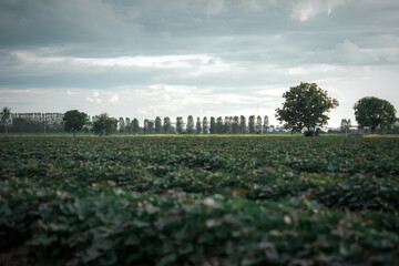Nature of sweet potatoes plantation, yam farming