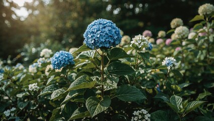 Lush blue hydrangea blooms in abundance