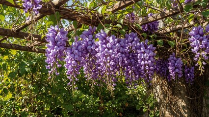 Obraz premium Elegant wisteria flowers blooming