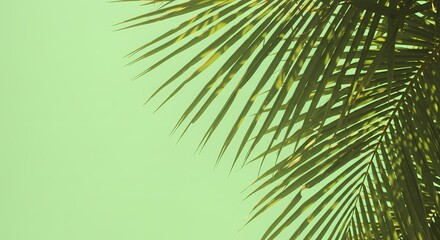 Obraz premium Palm Vitality: Full Frond Against Fresh Green Backdrop