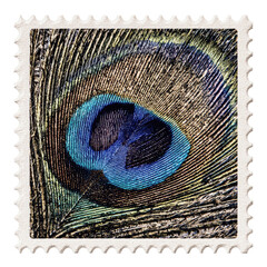 Peacock Feather Eye Close-Up on Postage Stamp