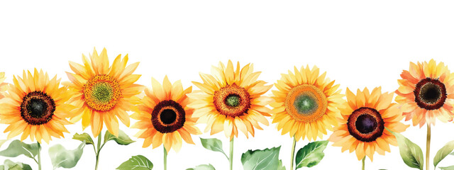 Wild Field sunflower flowers Watercolor frame illustration Botanical hand drawn garden plants. Seamless pattern border herbs and leaves for bouquets and natural elements for cards and invitation