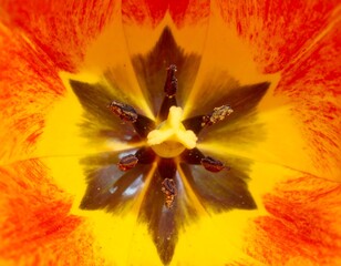Intricate floral center of a vibrant tulip bloom displaying detailed structures
