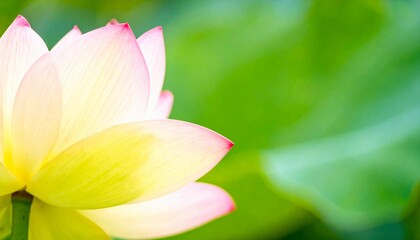 光に透ける蓮の花　優美な自然の瞬間をとらえたクローズアップ　ピンクと黄色の柔らかなグラデーション
