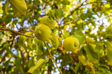 Unripe lemons hanging from a leafy lemon tree, with a bright, sun dappled background.