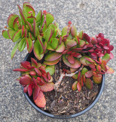 Crassula atropurpurea var. atropurpurea succulent plant