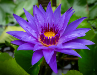 Eine Seerose, auch blauer Lotus genannt