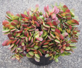 Crassula atropurpurea var. atropurpurea succulent plant
