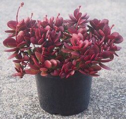 Crassula atropurpurea var. atropurpurea succulent plant