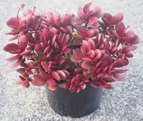 Crassula atropurpurea var. atropurpurea succulent plant