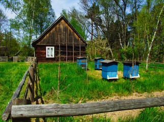 Stary drewniany dom na wiosce i cztery niebieskie ule na pszczoły.