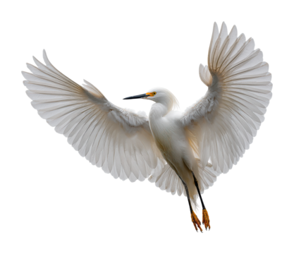 Snowy egret in flight coastal wetlands wildlife natural environment aerial view isolated on transparent background
