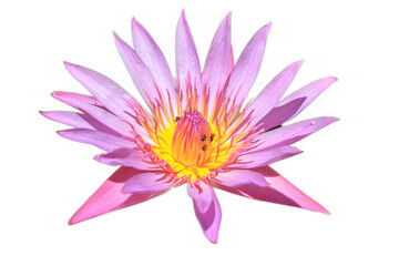 Fototapeta premium A beautiful pink lotus water lily blossom blooming in a pond