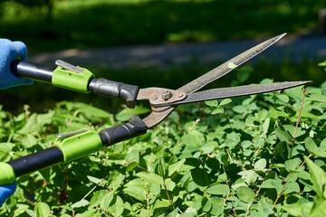 Gardening.Trimming with scissors secateurs extra branches tree.Landscaping