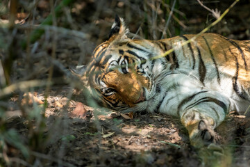wild female bengal tiger or panthera tigris lying on ground with eye contact and winter season...