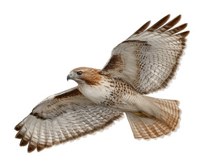 Majestic Hawk Flight Over Scenic