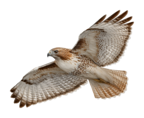 Majestic hawk in flight over scenic landscape nature environment isolated on transparent background