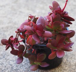 Crassula atropurpurea var. atropurpurea succulent plant