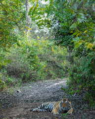 Showstopper wild dominant indian male tiger or panthera tigris sitting on road with natural green...