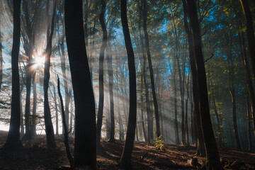 Durchbrechende Sonnenstrahlen am Morgen im Wald mit Buchen 