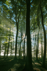 Durchbrechende Sonnenstrahlen am Morgen im Wald mit Buchen 