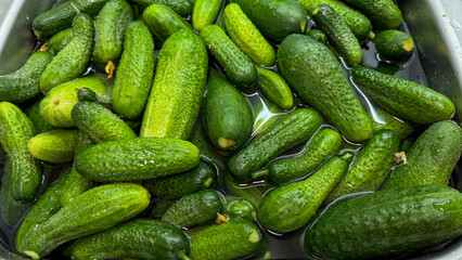 Dill-speckled gherkins marinating in rustic brine, evoking thoughts of Pickle Day festivities and...