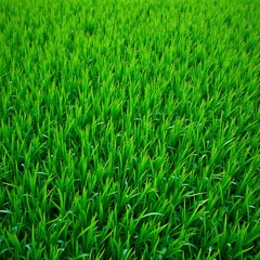 Obraz premium A vibrant close-up of a lush green grass field, a natural texture background symbolizing freshness and new beginnings.