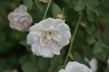quantum  basic instinct Cambridge valentine roses and rose buds on different scales and with macro photography