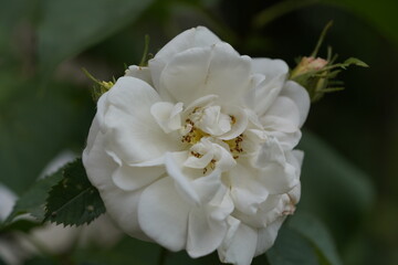 quantum  basic instinct Cambridge valentine roses and rose buds on different scales and with macro...
